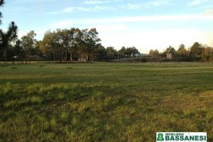 Pavilhão com 5000m², no bairro Distrito Industrial em Caxias do Sul para Alugar