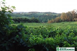 Chácara, no bairro Forqueta em Caxias do Sul para Comprar