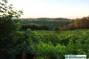 Chácara, no bairro Forqueta em Caxias do Sul para Comprar