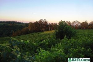 Chácara, no bairro Forqueta em Caxias do Sul para Comprar
