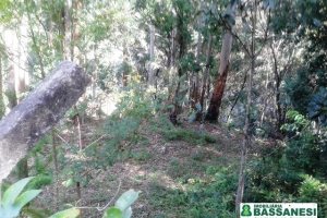 Terreno, no bairro Bom Pastor em Caxias do Sul para Comprar