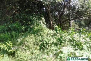 Terreno, no bairro Bom Pastor em Caxias do Sul para Comprar