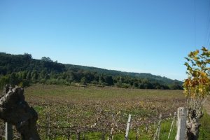 Chácara, no bairro Forqueta em Caxias do Sul para Comprar