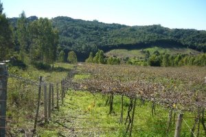 Chácara, no bairro Forqueta em Caxias do Sul para Comprar