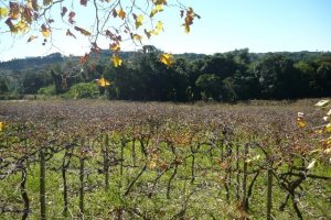 Chácara, no bairro Forqueta em Caxias do Sul para Comprar