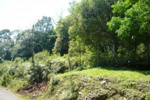 Chácara, no bairro Nossa Senhora do Rosário em Caxias do Sul para Comprar