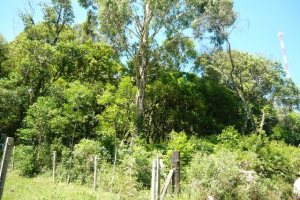 Chácara, no bairro Nossa Senhora do Rosário em Caxias do Sul para Comprar