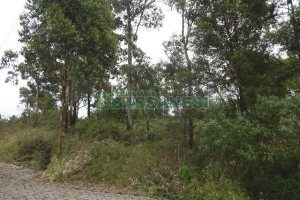 Terreno com 14700m², no bairro Forqueta em Caxias do Sul para Alugar