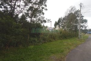 Terreno com 2250m², no bairro Desvio Rizzo em Caxias do Sul para Alugar