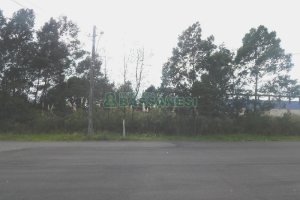 Terreno com 2250m², no bairro Desvio Rizzo em Caxias do Sul para Alugar