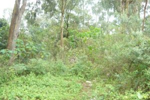 Terreno, no bairro Sanvitto em Caxias do Sul para Comprar