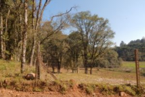 Terreno, no bairro Pedancino em Caxias do Sul para Comprar
