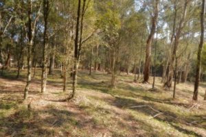 Terreno, no bairro Pedancino em Caxias do Sul para Comprar