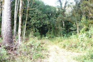 Terreno, no bairro Ana Rech em Caxias do Sul para Comprar