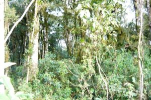 Terreno, no bairro Ana Rech em Caxias do Sul para Comprar