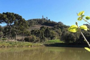 Chácara, no bairro Forqueta em Caxias do Sul para Comprar