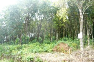 Terreno, no bairro São Gotardo em Caxias do Sul para Comprar