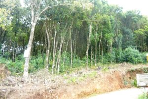 Terreno, no bairro São Gotardo em Caxias do Sul para Comprar