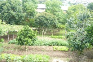 Terreno, no bairro São Leopoldo em Caxias do Sul para Comprar