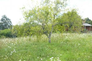 Terreno com 16680m², no bairro Santa Lúcia em Caxias do Sul para Comprar