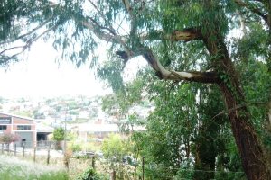 Terreno com 405m², no bairro Sanvitto em Caxias do Sul para Comprar