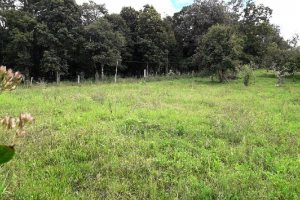 Terreno, no bairro 7 Legua em Caxias do Sul para Comprar