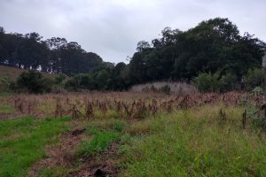 Terreno com 4896m², no bairro Nossa Senhora da Saúde em Caxias do Sul para Comprar