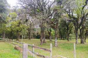Terreno, no bairro Sagrada Família em Caxias do Sul para Comprar