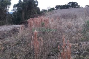 Terreno, no bairro Centro em Flores da Cunha para Comprar