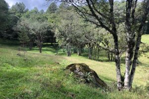 Chácara, no bairro Vila Seca em Caxias do Sul para Comprar