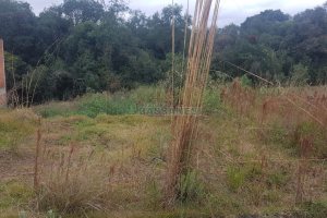 Terreno, no bairro Monte Bérico em Caxias do Sul para Comprar