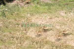 Terreno com 363m², no bairro São Leopoldo em Caxias do Sul para Alugar