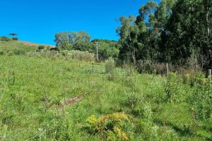 Chácara, no bairro Vila Seca em Caxias do Sul para Comprar