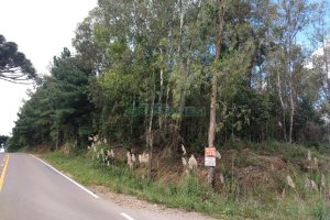 Chácara, no bairro 3 Legua em Caxias do Sul para Comprar