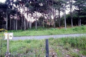 Terreno com 361m², no bairro Forqueta em Caxias do Sul para Comprar