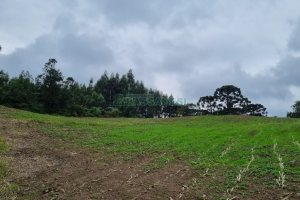 Chácara, no bairro Forqueta em Caxias do Sul para Comprar