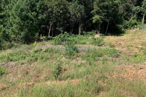 Terreno, no bairro São Luiz em Caxias do Sul para Comprar