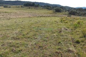 Chácara com 20000m², no bairro Criuva em Caxias do Sul para Comprar