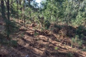 Terreno, no bairro Desvio Rizzo em Caxias do Sul para Comprar