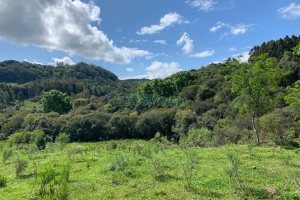 Chácara, no bairro Linha 40 em Caxias do Sul para Comprar