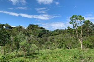 Chácara, no bairro Linha 40 em Caxias do Sul para Comprar