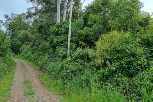 Chácara, no bairro São Caetano em Caxias do Sul para Comprar
