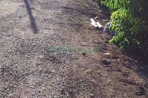 Chácara com 80m², 3 dormitórios, no bairro Pedras Brancas em São Marcos para Comprar