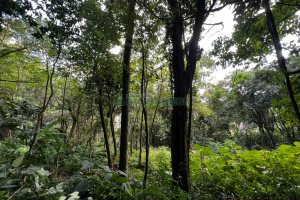 Terreno, no bairro Galópolis em Caxias do Sul para Comprar