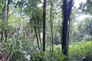 Terreno, no bairro Galópolis em Caxias do Sul para Comprar