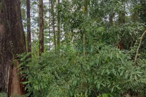 Terreno, no bairro Petrópolis em Caxias do Sul para Comprar