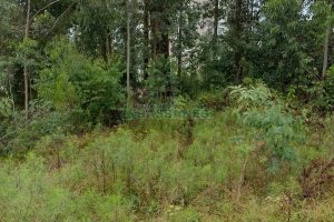 Terreno, no bairro Petrópolis em Caxias do Sul para Comprar