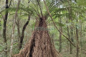 Chácara com 83m², no bairro Linha 40 em Caxias do Sul para Comprar