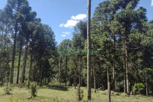Chácara, no bairro Pedras Brancas em São Marcos para Comprar