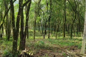 Chácara, no bairro Galópolis em Caxias do Sul para Comprar
